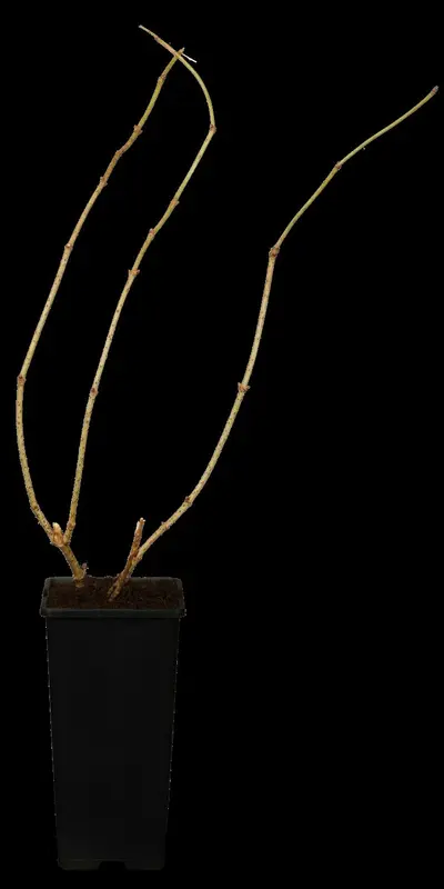 sambucus nigra (40- 60cm) - afbeelding 1