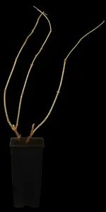 sambucus nigra (40- 60cm) - afbeelding 5