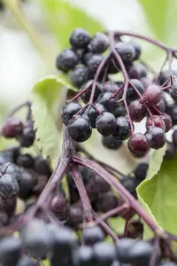 sambucus nigra (60- 90cm) - afbeelding 5