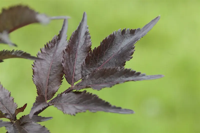 Sambucus nigra 'Black Beauty'® ( 'gerda'®) 30- 40   C - afbeelding 1