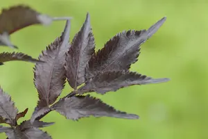 Sambucus nigra 'Black Beauty'® ( 'gerda'®) 30- 40 C