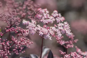 Sambucus nigra 'Black Beauty'® ( 'gerda'®) 30- 40   C - afbeelding 5
