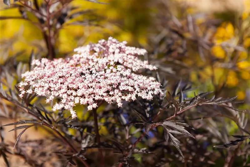 Sambucus nigra 'Black Lace'® ( 'eva') 100-125   C25 - afbeelding 1