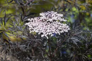 Black Lace - afbeelding 5
