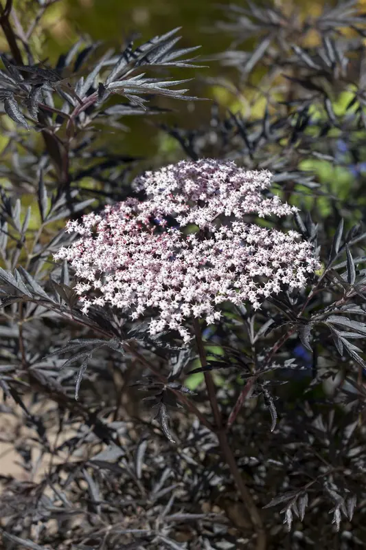 Sambucus nigra 'Black Lace'® ( 'eva') 30- 40   C - afbeelding 4