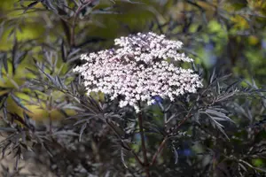 Sambucus nigra 'Black Lace'® ( 'eva') 30- 40   C - afbeelding 5