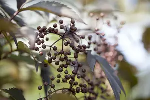 Black Lace - afbeelding 5