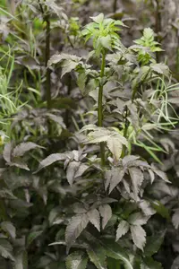 Sambucus nigra 'Black Tower'® ('eiffel01') 30- 40   C - afbeelding 1