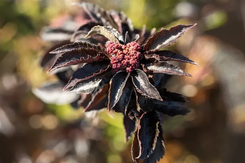 Sambucus nigra 'Black Tower'® ('eiffel01') 30- 40   C - afbeelding 4