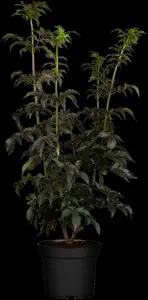 Black Tower - afbeelding 5