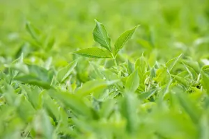 Sambucus nigra 'Haschberg' STRUIK   C - afbeelding 5