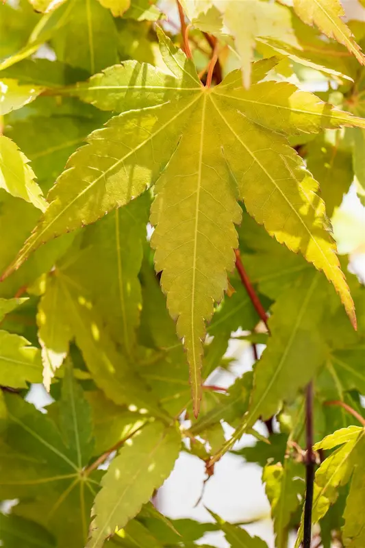 acer palm. 'sangokaku' ('senkaki') (150-175 cm) - afbeelding 2