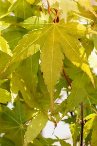 acer palm. 'sangokaku' ('senkaki') (150-175 cm) - afbeelding 2
