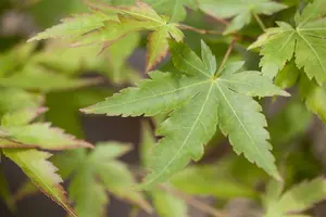 acer palm. 'sangokaku' ('senkaki') (150-175 cm) - afbeelding 5