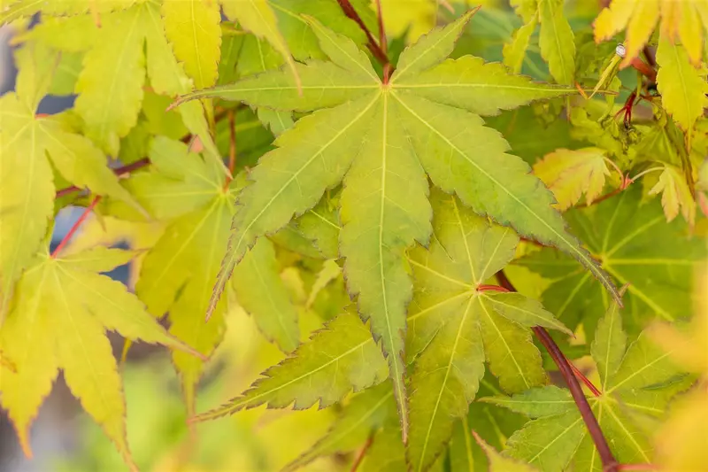 acer palm. 'sangokaku' ('senkaki') (150-175 cm) - afbeelding 3
