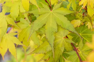 acer palm. 'sangokaku' ('senkaki') (150-175 cm) - afbeelding 3