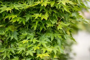 acer palm. 'sangokaku' ('senkaki') (150-175 cm) - afbeelding 4