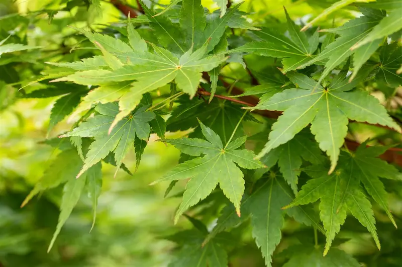 acer palm. 'sangokaku' ('senkaki') (150-175 cm) - afbeelding 5