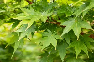 acer palm. 'sangokaku' ('senkaki') (150-175 cm) - afbeelding 5