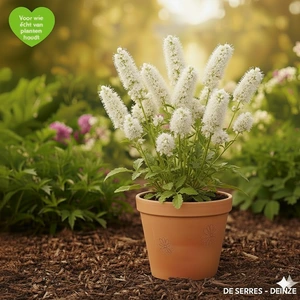 Sanguisorba canadensis P9