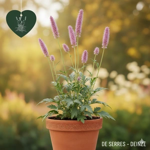 sanguisorba hak. 'lilac squirrel' P9