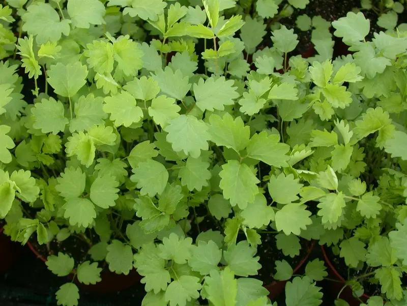 Sanguisorba hybr. 'Cangshan Cranberry' P9 - afbeelding 1