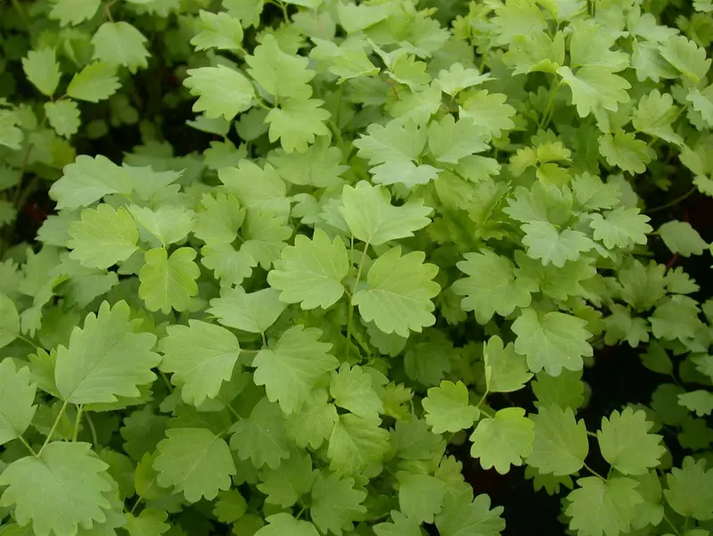 Sanguisorba hybr. 'Cangshan Cranberry' P9 - afbeelding 2