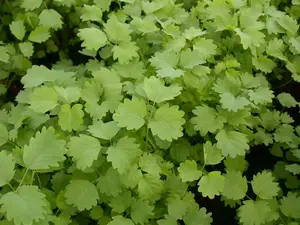 Sanguisorba hybr. 'Cangshan Cranberry' P9 - afbeelding 2