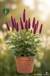 Sanguisorba menziesii P9