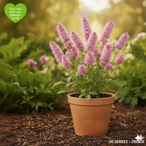 Sanguisorba obtusa P9