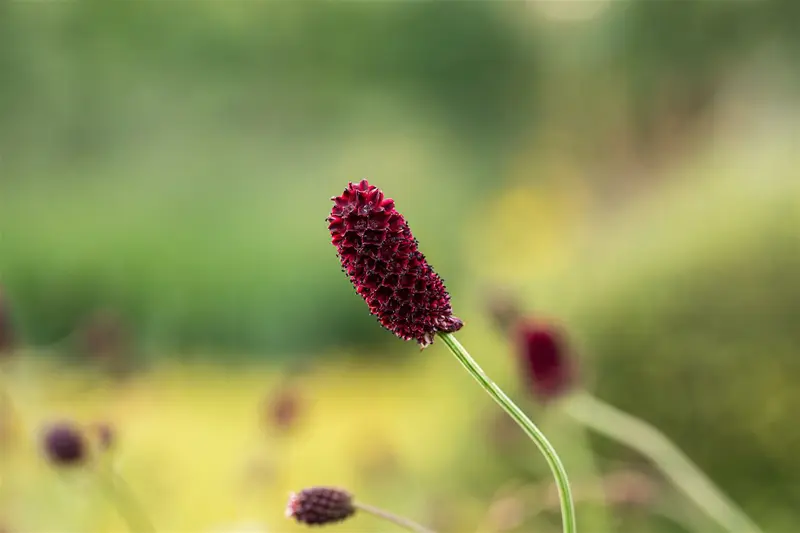 Sanguisorba off. 'Red Sunset' P9 - afbeelding 3