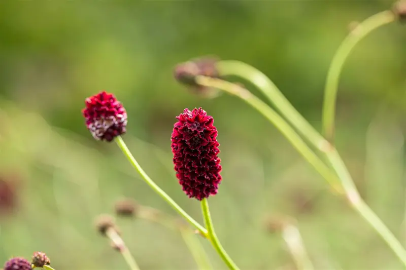 Sanguisorba off. 'Red Sunset' P9 - afbeelding 5