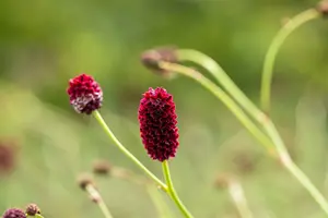 Sanguisorba off. 'Red Sunset' P9 - afbeelding 5