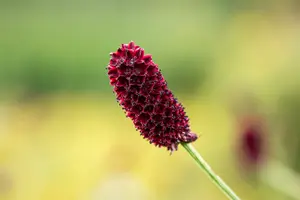 officinalis - afbeelding 9