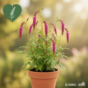 Sanguisorba tenuifolia 'Pink Elephant' P9