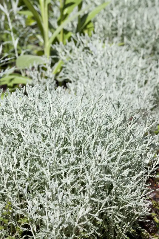 Santolina chamaecyparissus C5 - afbeelding 1