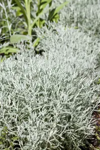 Santolina chamaecyparissus C5