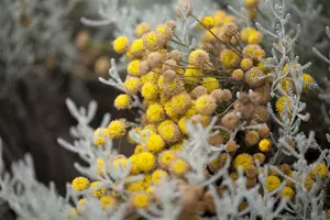 Santolina chamaecyparissus C5 - afbeelding 2