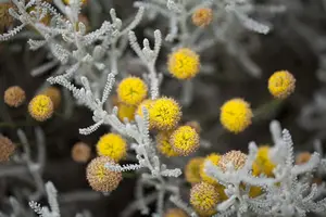 Santolina chamaecyparissus C5 - afbeelding 3