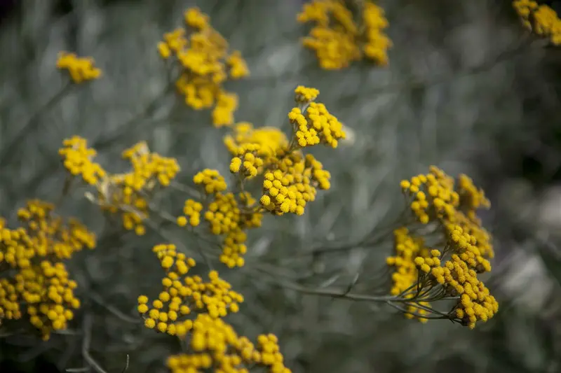 Santolina chamaecyparissus C5 - afbeelding 5