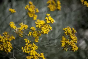 Santolina chamaecyparissus C5 - afbeelding 5