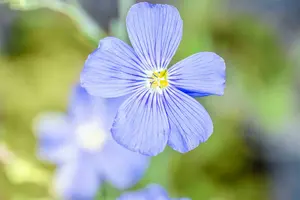 linum perenne 'saphir' P9 - afbeelding 2