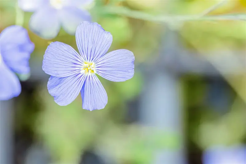 linum perenne 'saphir' P9 - afbeelding 2