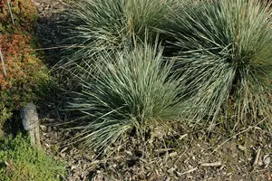 helictotrichon sem. 'saphirsprudel' P9 - afbeelding 2