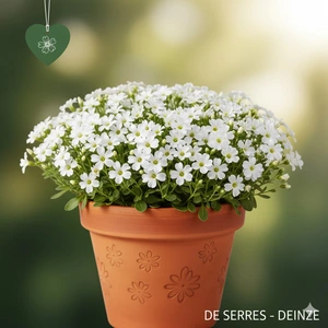 Saponaria ocymoides 'Snow Tip' P9