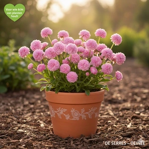 Saponaria officinalis 'Rosea Plena' P9