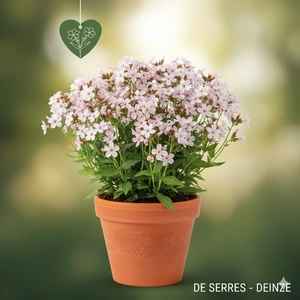 Saponaria officinalis P9