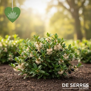 Sarcococca hookeriana var. humilis C (20- 25)