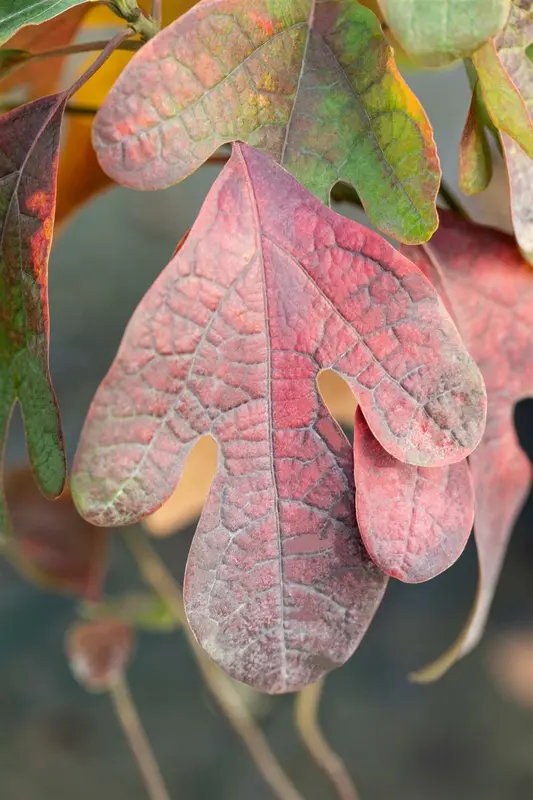 sassafras albidum (HOcm) 12/14 C