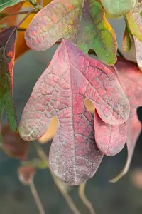 sassafras albidum (HOcm) 12/14 C